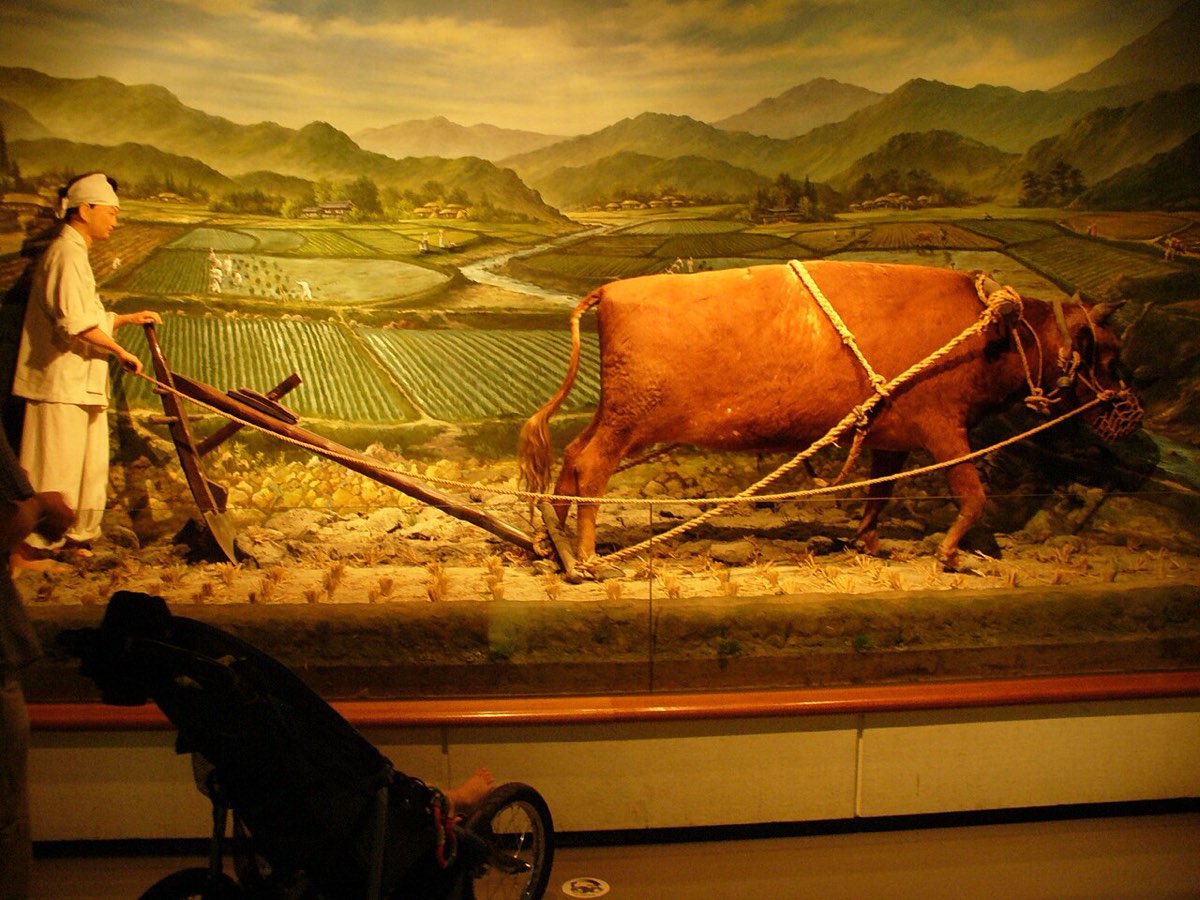 A diorama of a farmer plowing a rice paddy with an ox, displayed at the National Folk Museum of Korea.