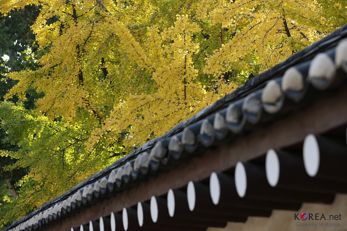 Ginkgo leaves turning yellow above a tiled palace roof at Gyeongbokgung, photographed on October 26, 2012.