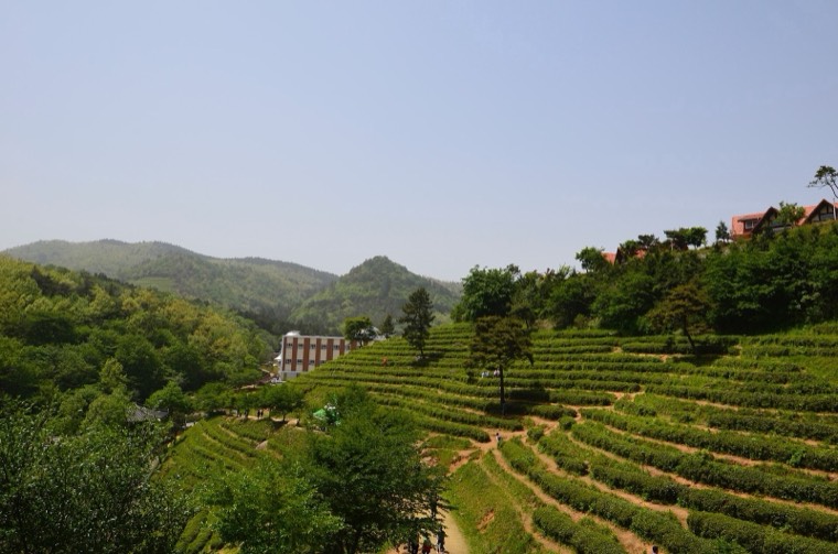 Terraced green tea rows at a tea plantation in Boseong, South Jeolla Province