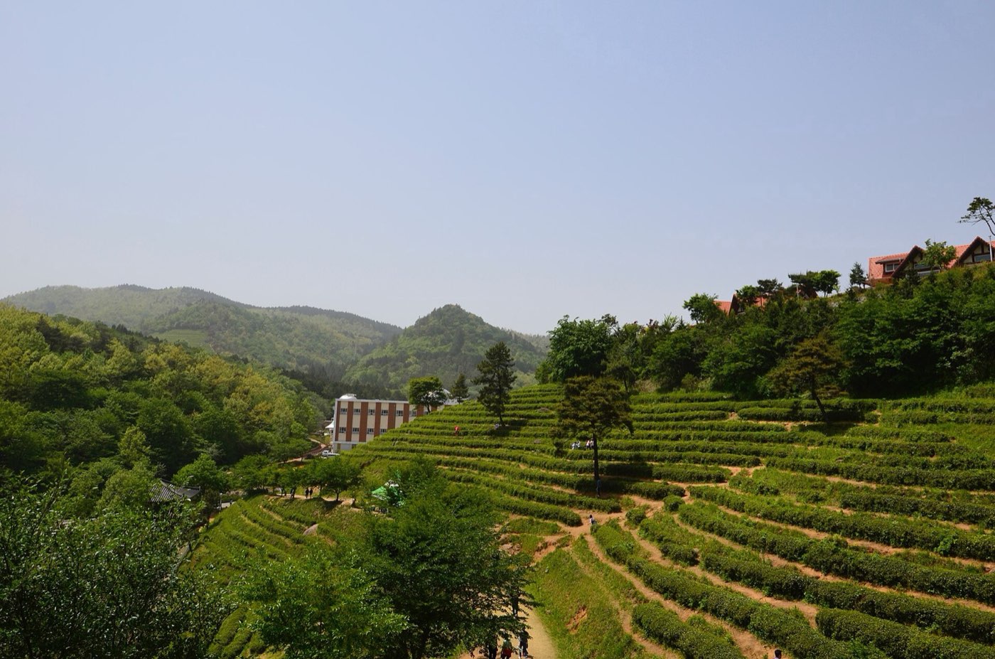 Terraced green tea rows at a tea plantation in Boseong, South Jeolla Province