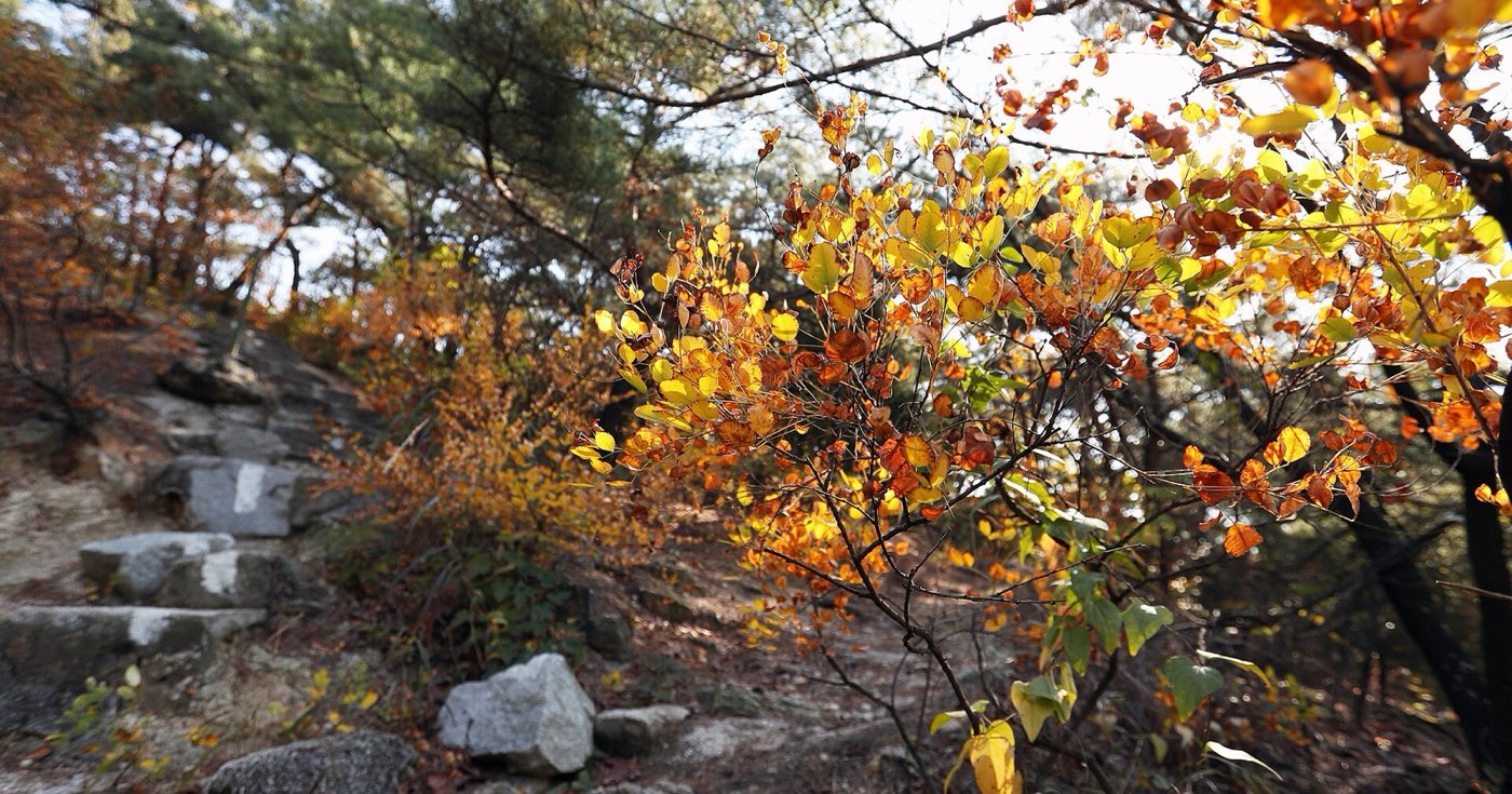 Inwangsan's granite ridge and autumn trees above the Seochon neighborhood