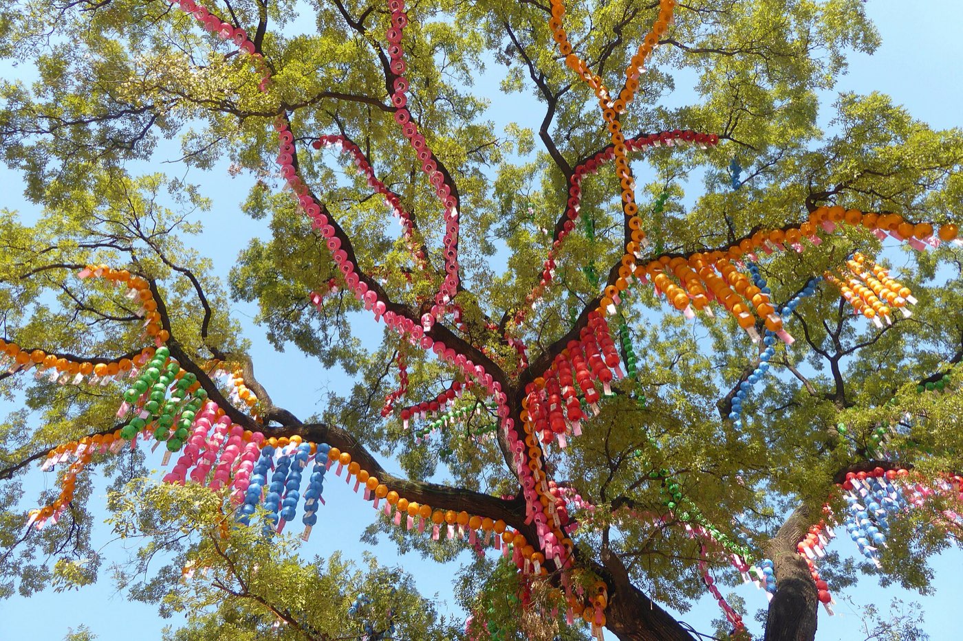 Paper lanterns hung in a tree at Jogyesa Temple for Buddha's Birthday